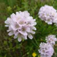 Carpegna - fiore Armeria Arenaria