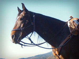 trekking-a-cavallo-in-valtiberina-toscana