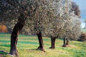 Valtiberina - campagna ulivi